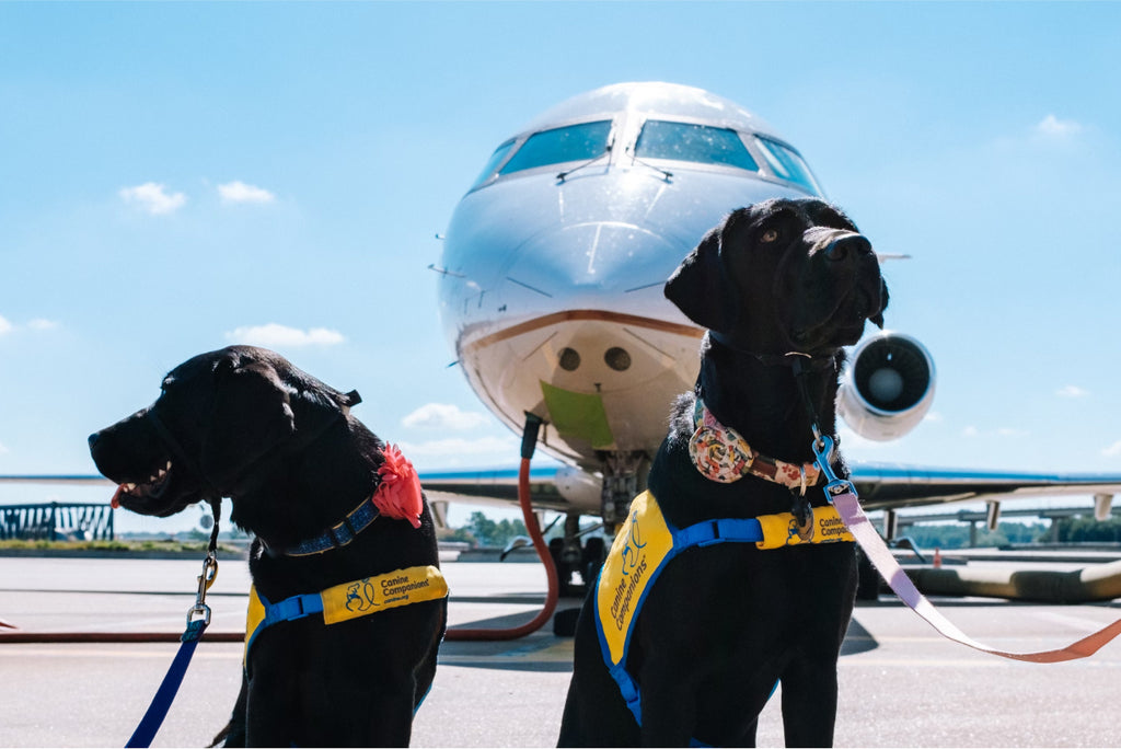 Traveling with Pets on American Airlines A Guide to the New Policy Roamight