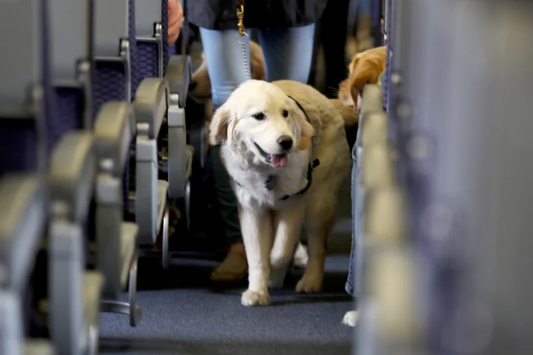 Navigating the New Pet Policy: A Comprehensive Guide for Traveling with Pets on American Airlines
